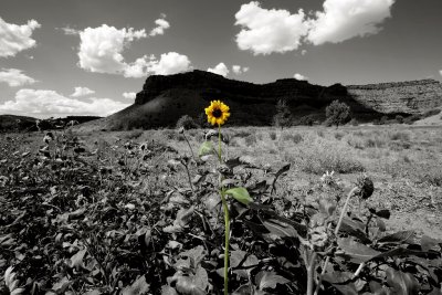 Sunflower, Utah