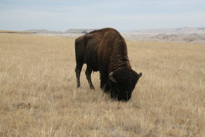 Buffalo, Badlands National Park, South Dakota