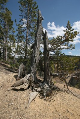 Yellowstone Canyon, Yellowstone National Park