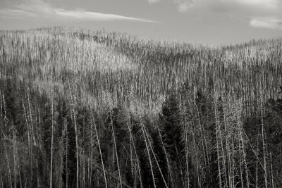 Mature Lodgepole Pine Forest, Yellowstone National Park