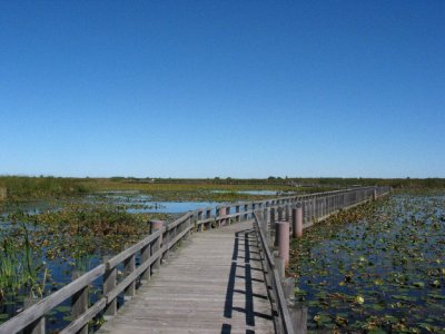Wetlands -  Point Pelee National Park, Leamington, Ontario