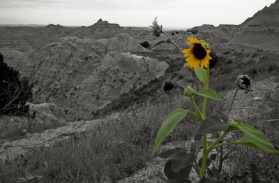Sunflower, Badlands, South Dakota