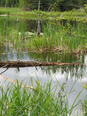 Pond, Apsley, Ontario