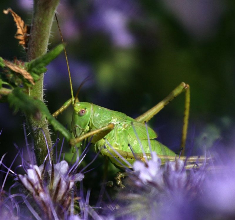 Green giant