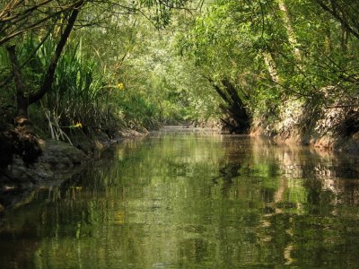 Kayaking in the bushes