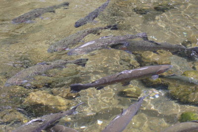 Fish Hatchery