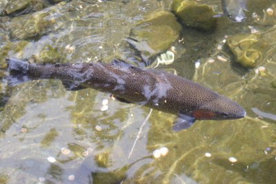 Fish Hatchery