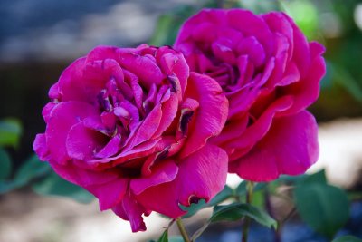 IMG_6973_fr_12x8_100.jpg