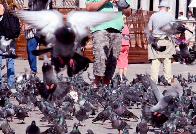 Birds