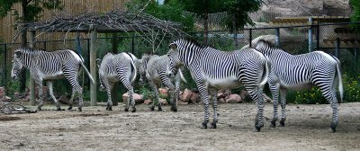 IMG_6231f.jpg
