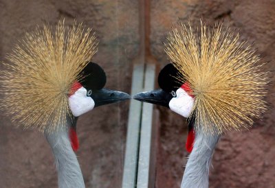 Crowned Crane