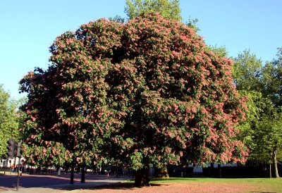 Huge Tree Near St. James Park