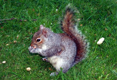 Squirrel in St. James Park