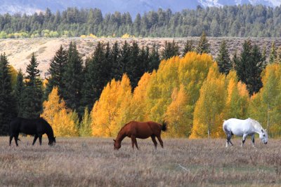 Animal Kingdom of Yllowstone and Teton Parks