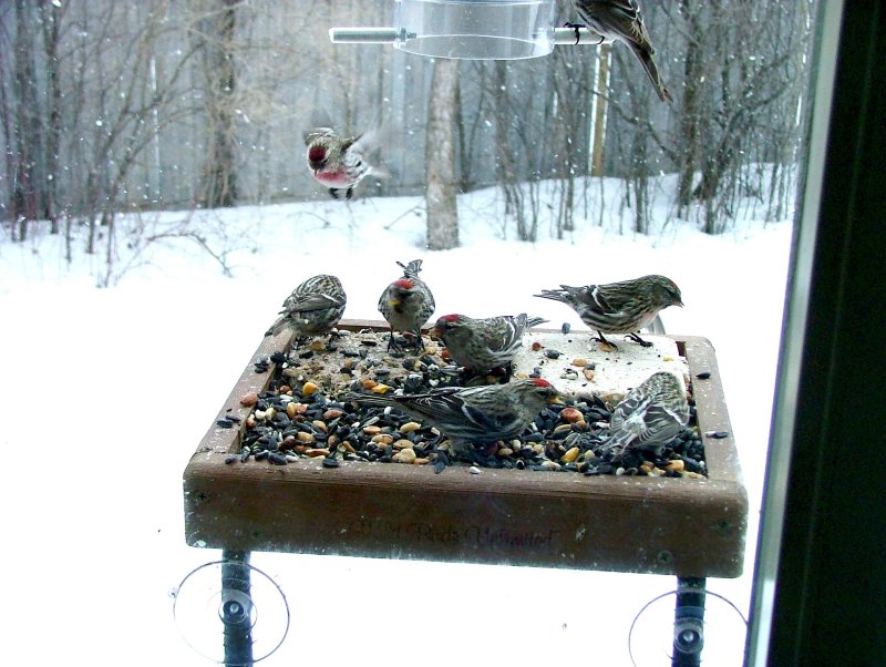 Common Redpolls Galore!!