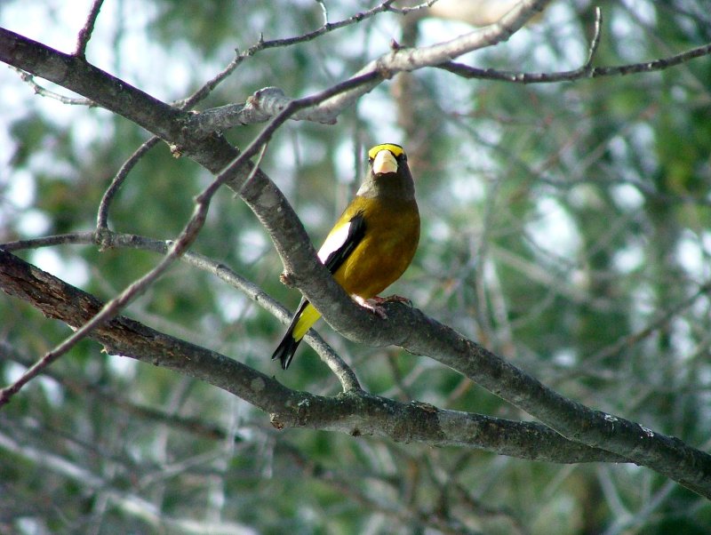 Evening Grosbeak