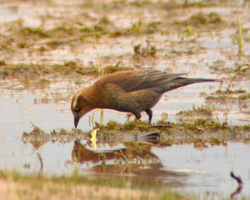 Rusty Blackbird