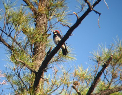 Acorn Woodpecker