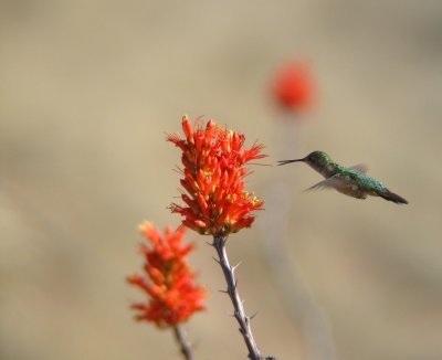 Broad-tailed Hummingbird