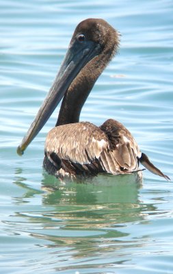 Brown Pelican