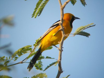 Birds of Mexico