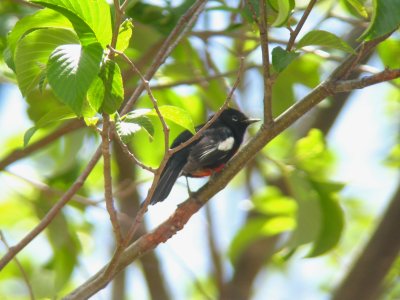 Painted Redstart