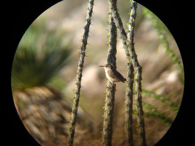 Rock Wren