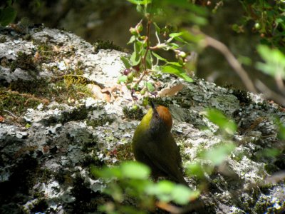 Rufous-capped Brushfinch