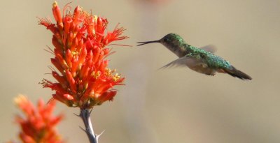 Broad-tailed Hummingbird close up