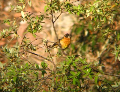 Black-headed Grosbeak