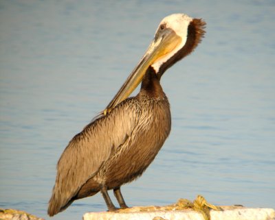 The Preening Pelican