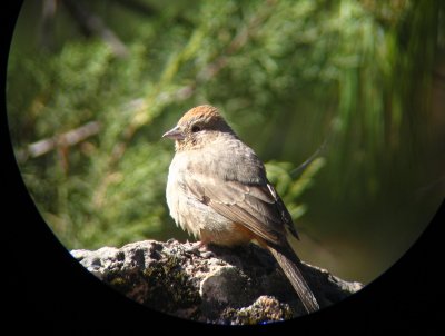 Canyon Towhee