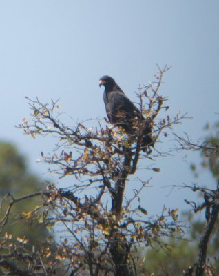 Common Black Hawk