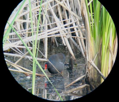 Common Moorhen