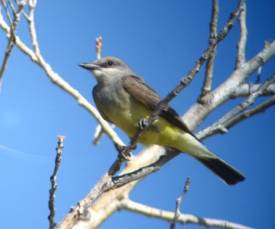 Cassins Kingbird