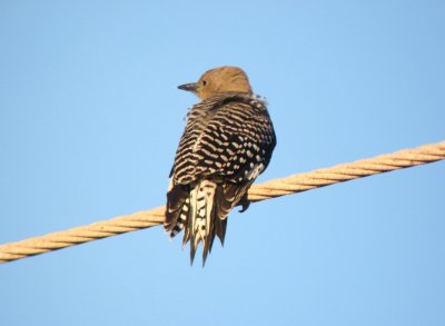 Gila Woodpecker