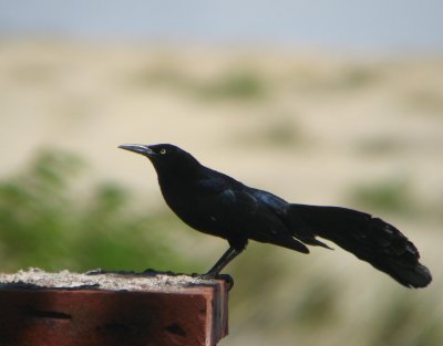 Great-tailed Grackle