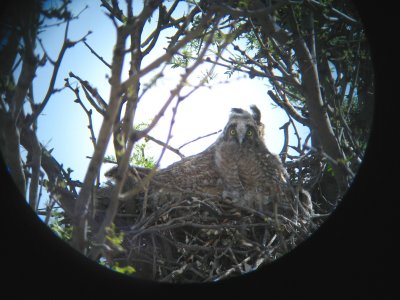 Long-eared Owl nest