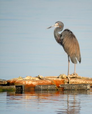 Well-preened Fisherman