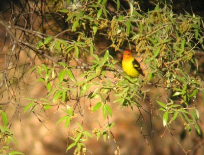 Western Tanager