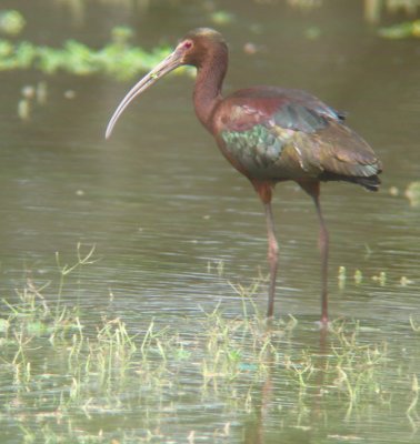 White-faced Ibis