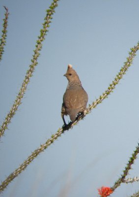 Scaled Quail