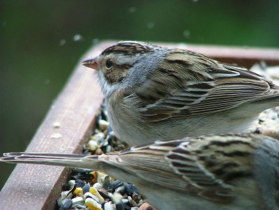 Clay-colored Sparrows