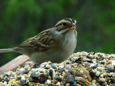 Sparrows Buffet