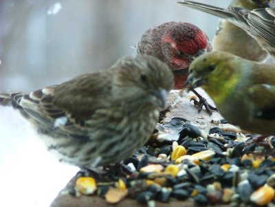 feeding birds.jpg