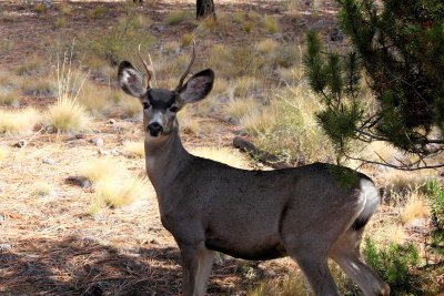 Wary 3-pointer