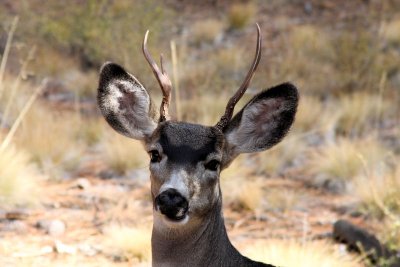 Wary 3-pointer