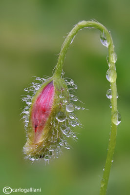Poppy and drops