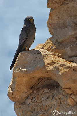 Falco unicolore-Sooty Falcon (Falco concolor)