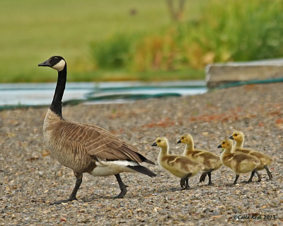 Mom and kids out for a stroll.....
